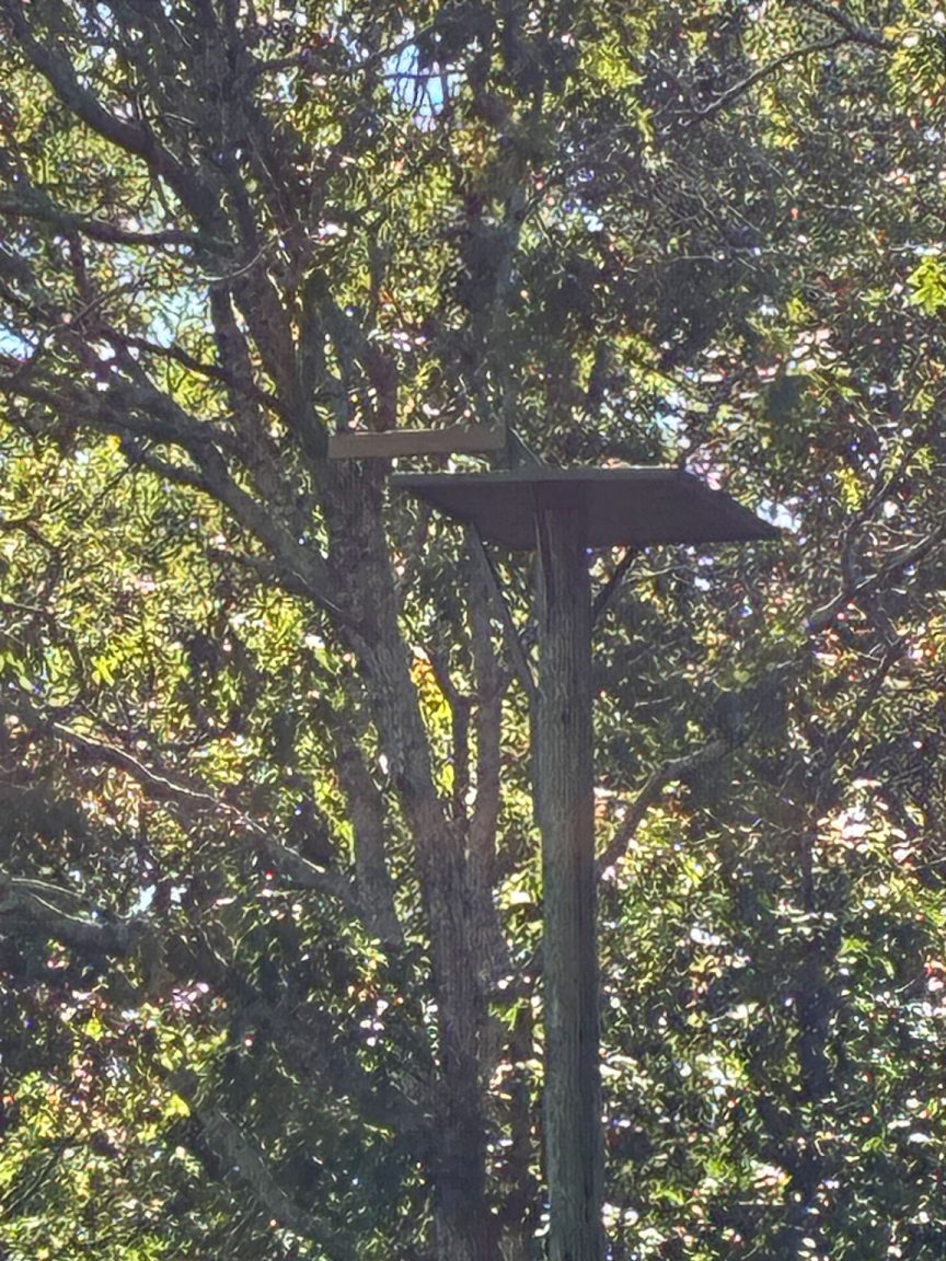 osprey nest